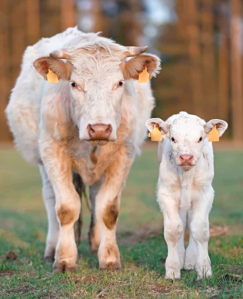 two white dairy cows standing in a field.