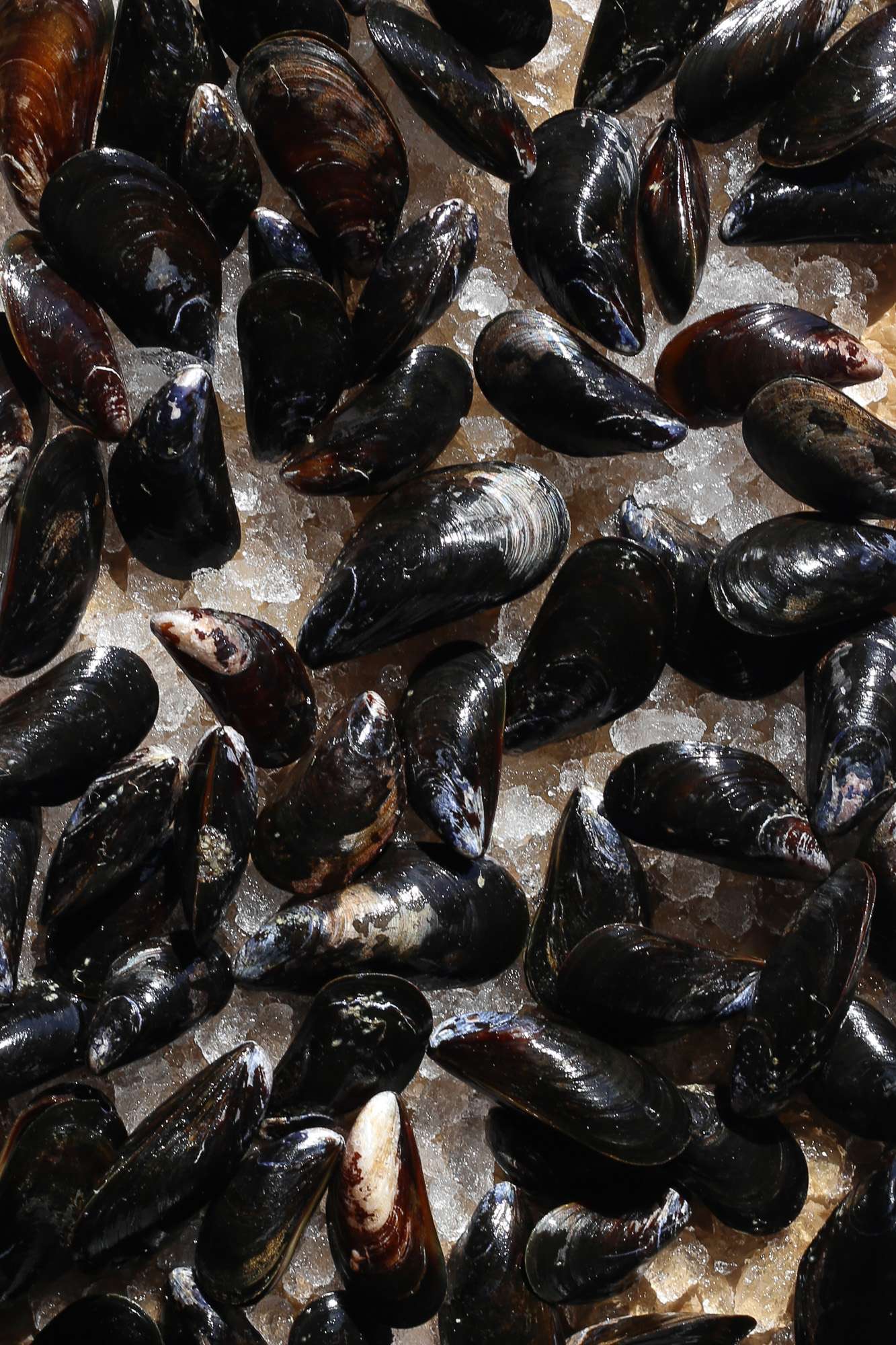 Black Mussels in Fermented Lemon Butter Broth