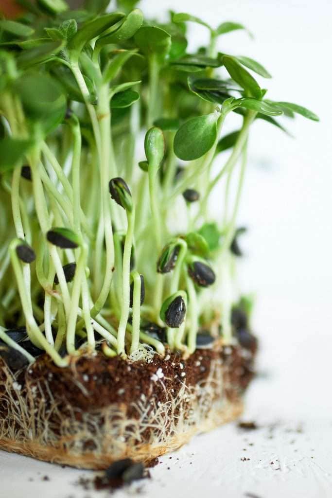 The Gut Health Benefits of Microgreens