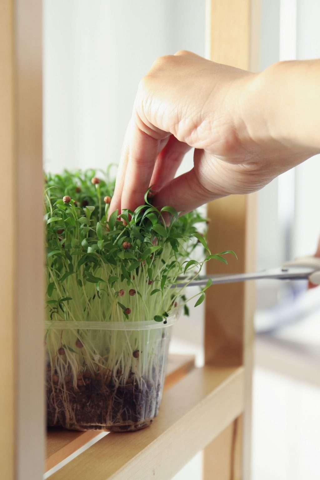 The Gut Health Benefits of Microgreens • Cultured Guru