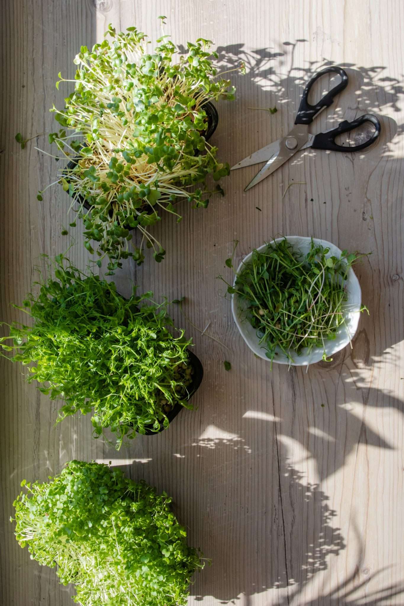 The Gut Health Benefits of Microgreens • Cultured Guru