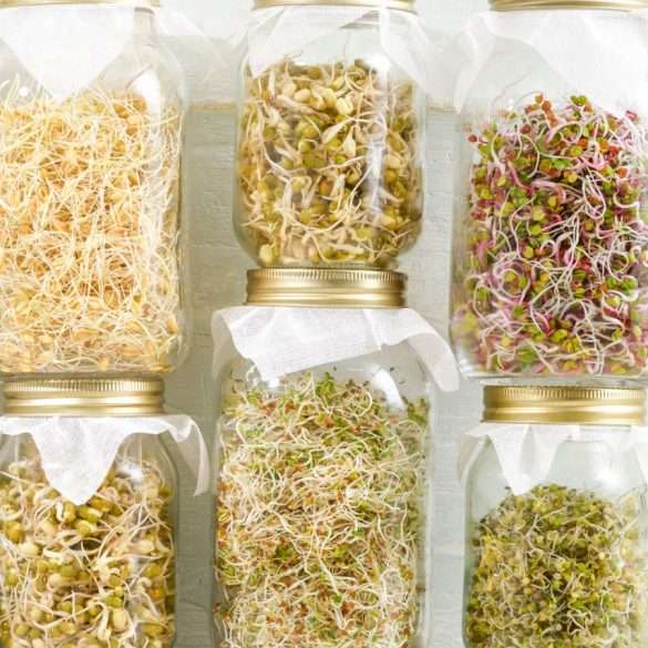 Fermented Broccoli Fermented Broccoli Sprouts Sauerkraut • Cultured Guru