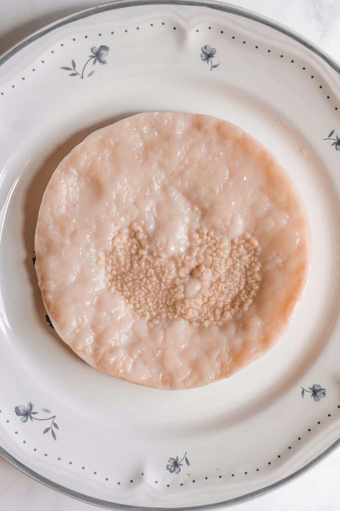 Vinegar mother SCOBY on a plate with a raised, bumpy center.