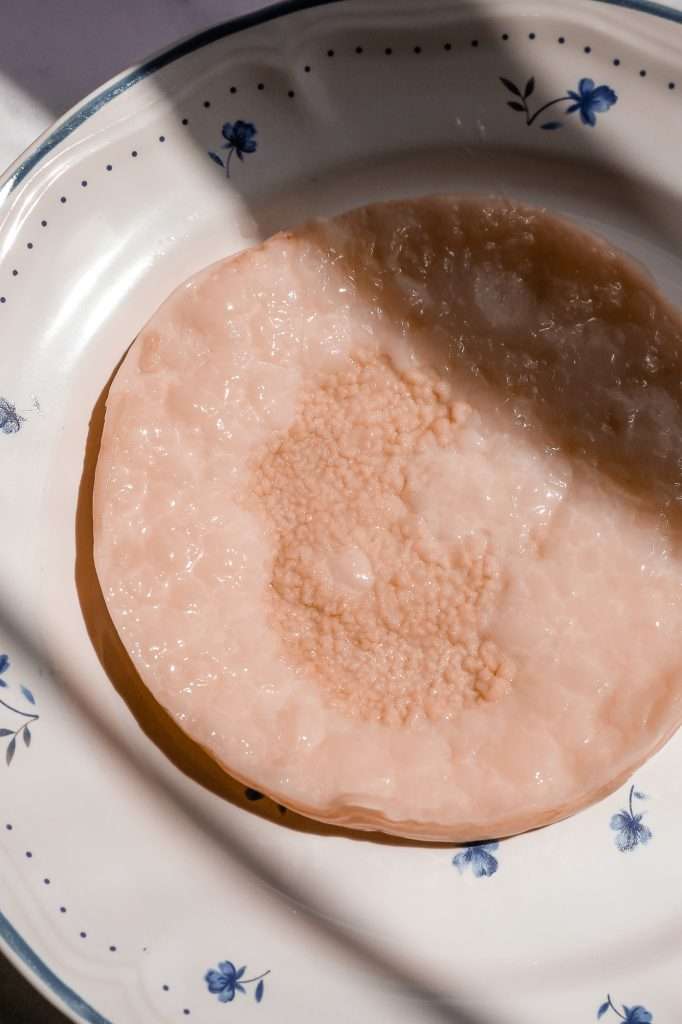 Fully formed vinegar mother SCOBY on a plate, with a translucent and layered texture.