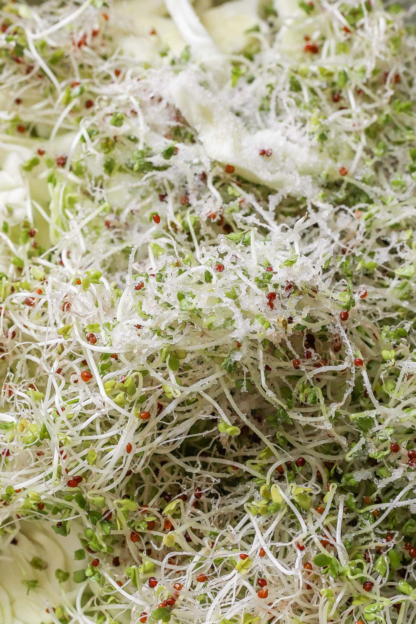Fermented Broccoli Sprouts Sauerkraut • Cultured Guru