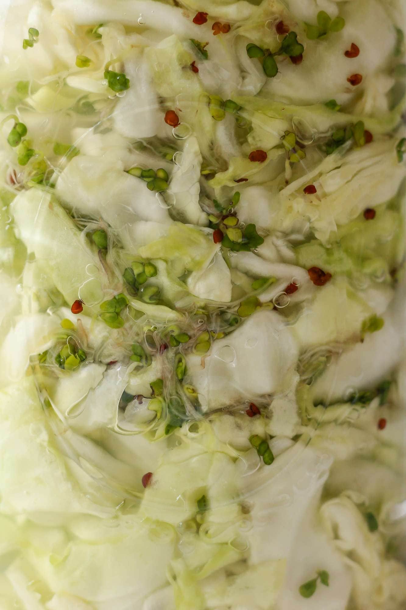 Fermented Broccoli Sprouts Sauerkraut • Cultured Guru