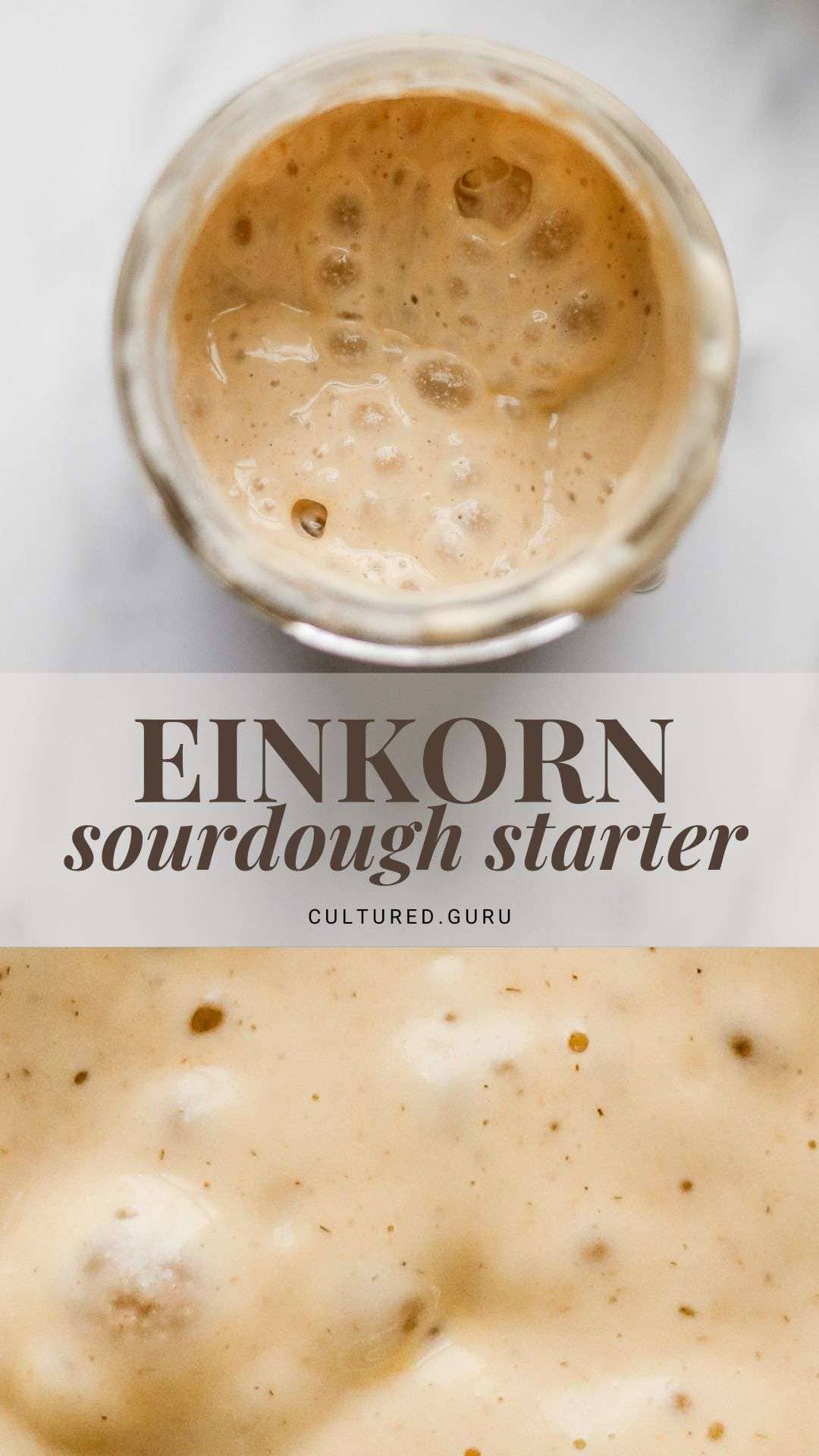 Einkorn Sourdough Starter From Scratch • Cultured Guru