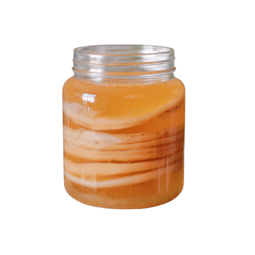 Kombucha Starter