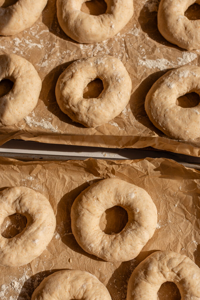 Unbaked sourdough cottage cheese bagels arranged on a parchment-lined tray, ready for boiling and baking.