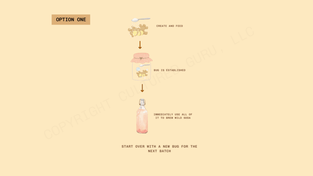 Ginger Bug Option An infographic illustrating the first option for ginger bug maintenance. It begins with starting and feeding a ginger bug culture; once fully established, the entire bug is used, and a new culture is created for your next drink batch.