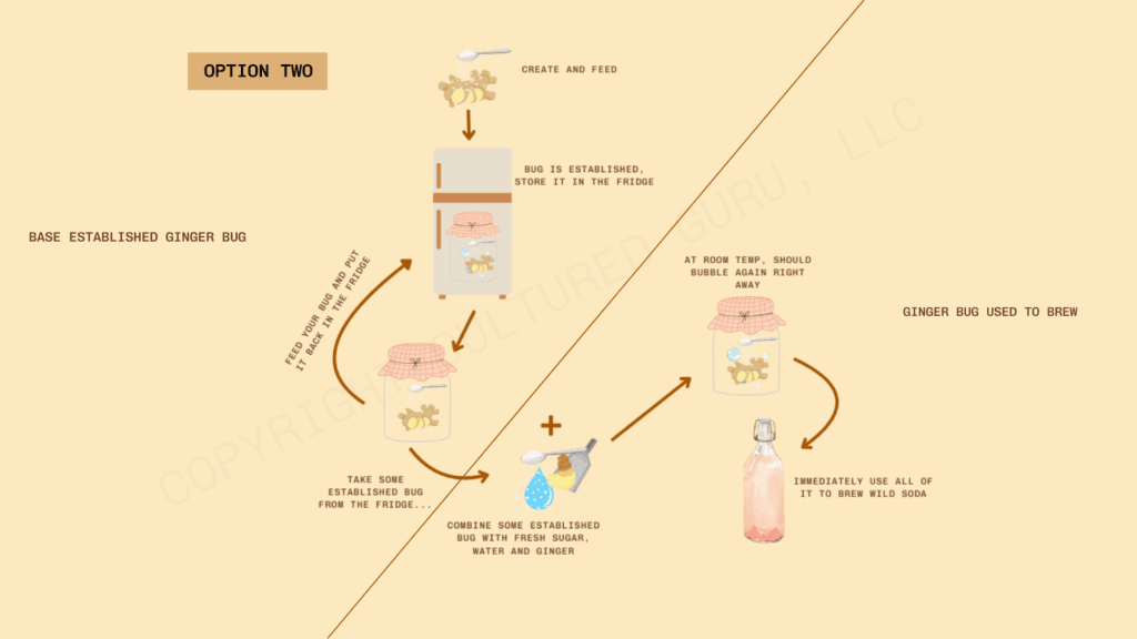 Option for Ginger Bugs An infographic illustrating option 2 for ginger bug drinks. It starts with making a ginger bug, then using a portion to prepare your drink while the remainder is stored in the fridge for continued feeding and maintenance.